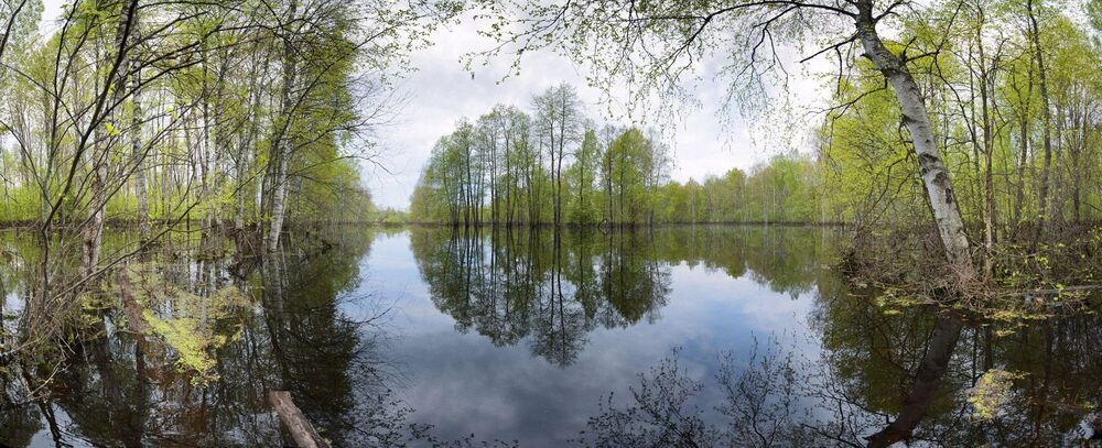 Обычно в весенний паводок я снимал аналогичную панораму, стоя у кромки воды. В этом же году пришлось снимать ее, стоя по пояс в воде... И это в не самую большую воду: неделей раньше я просто не смог пройти сюда, поскольку воды было на 60 см больше, т.е. не менее 1,5 метров...