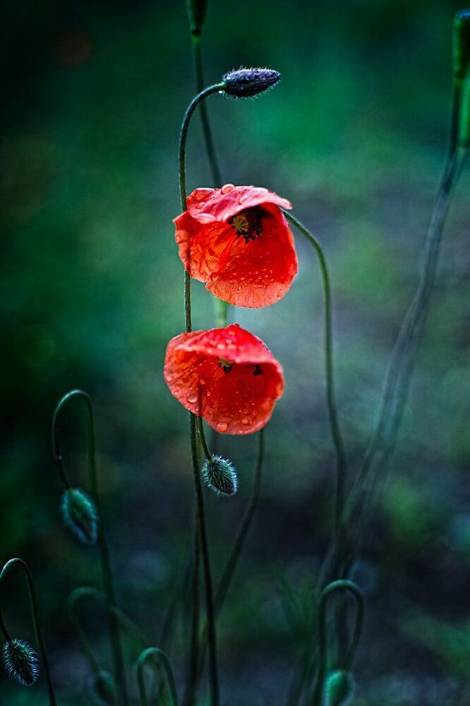 Photo 258562