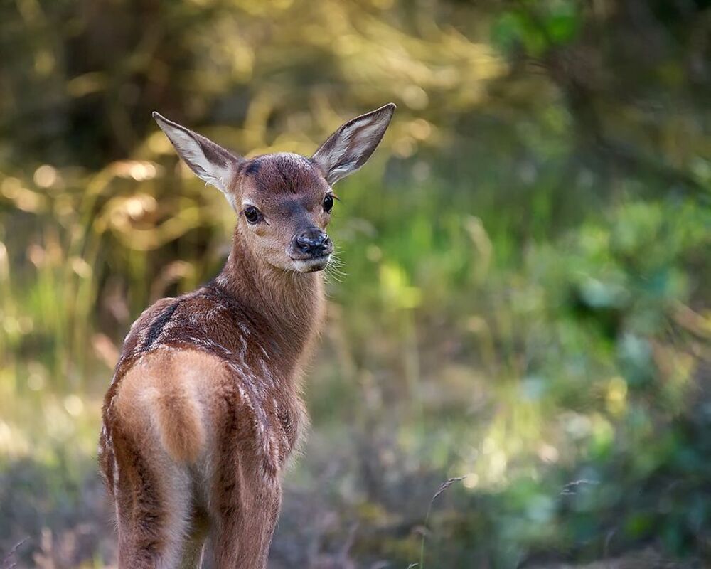 Photo 258564
