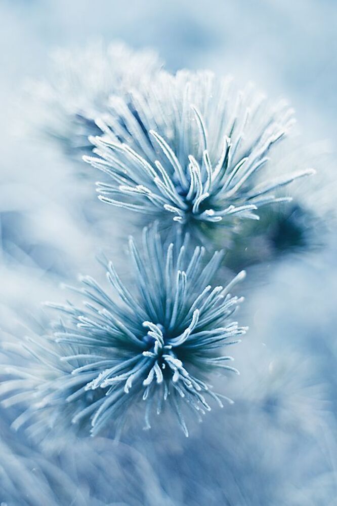 Photo 258566