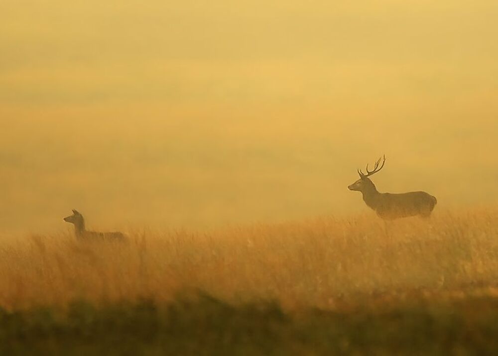 Photo 258568