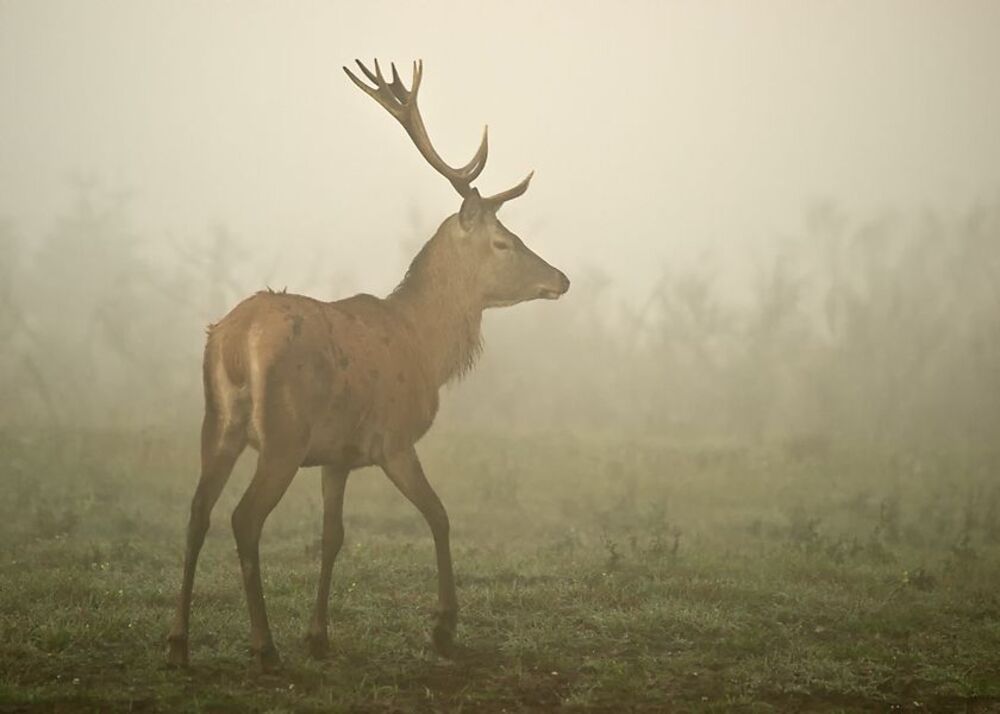 Photo 258569