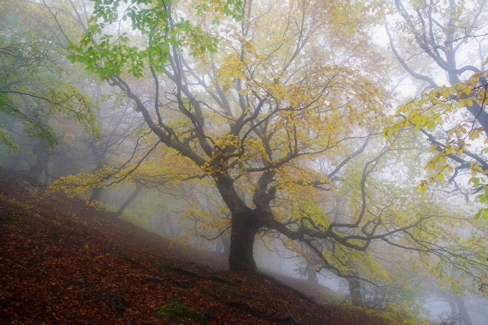 Сонная лощина 2