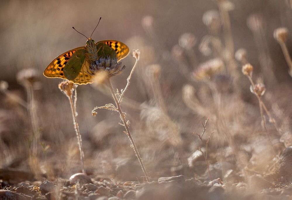 Argynnis pandora