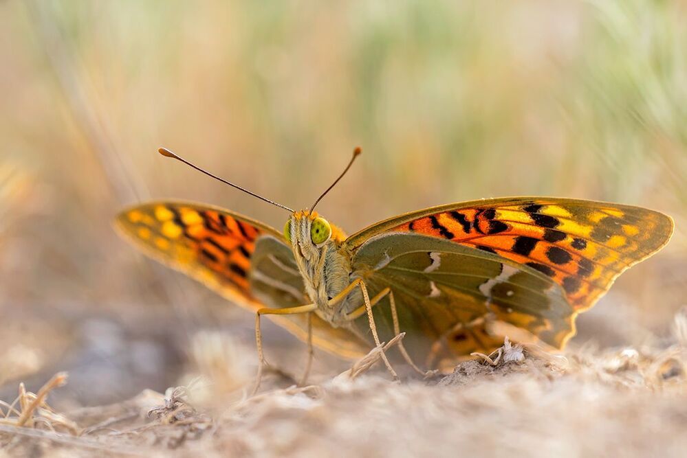 Argynnis pandora