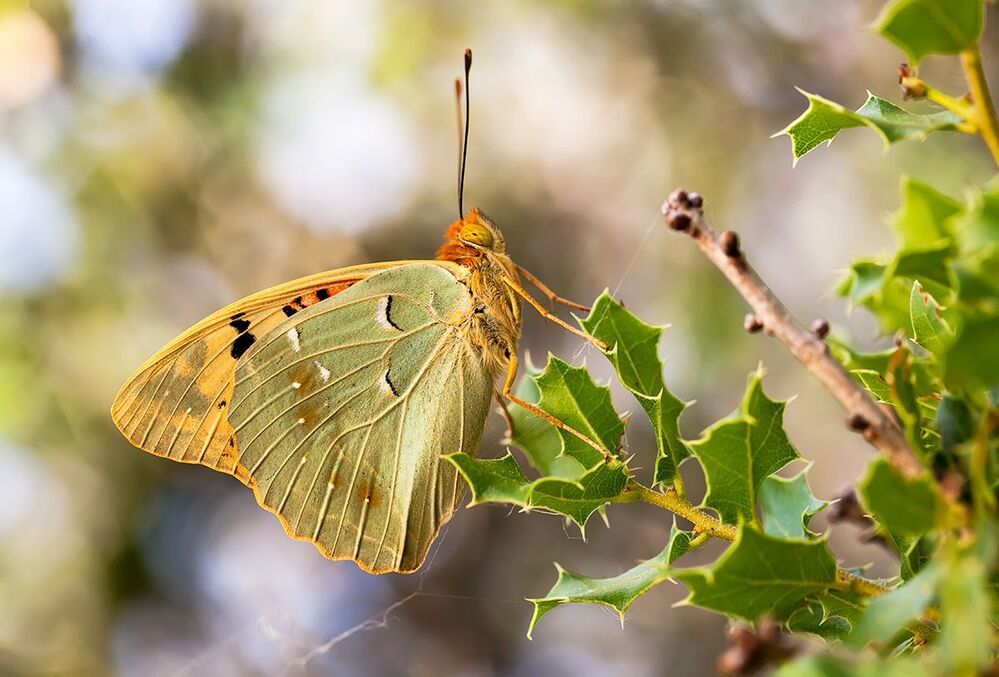 Argynnis pandora