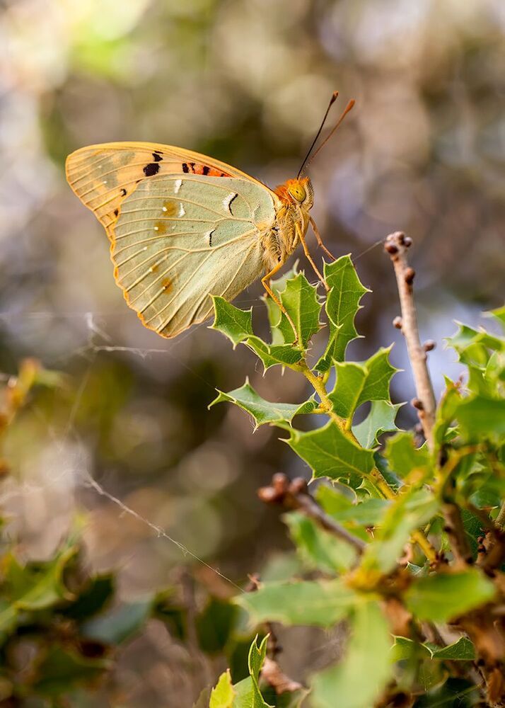 Argynnis pandora