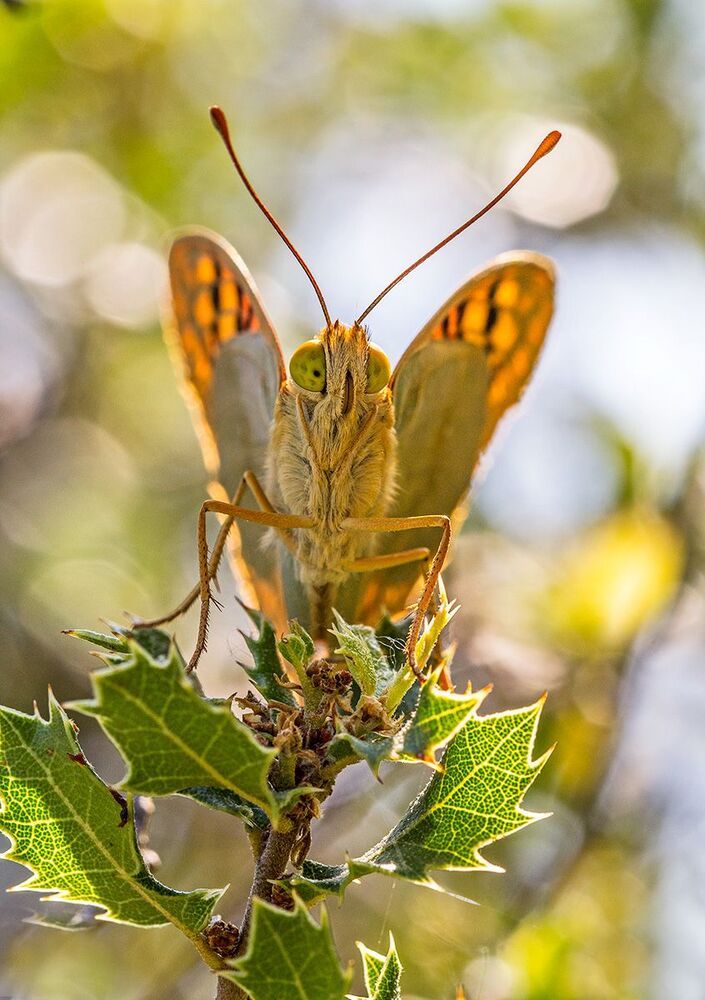 Argynnis pandora