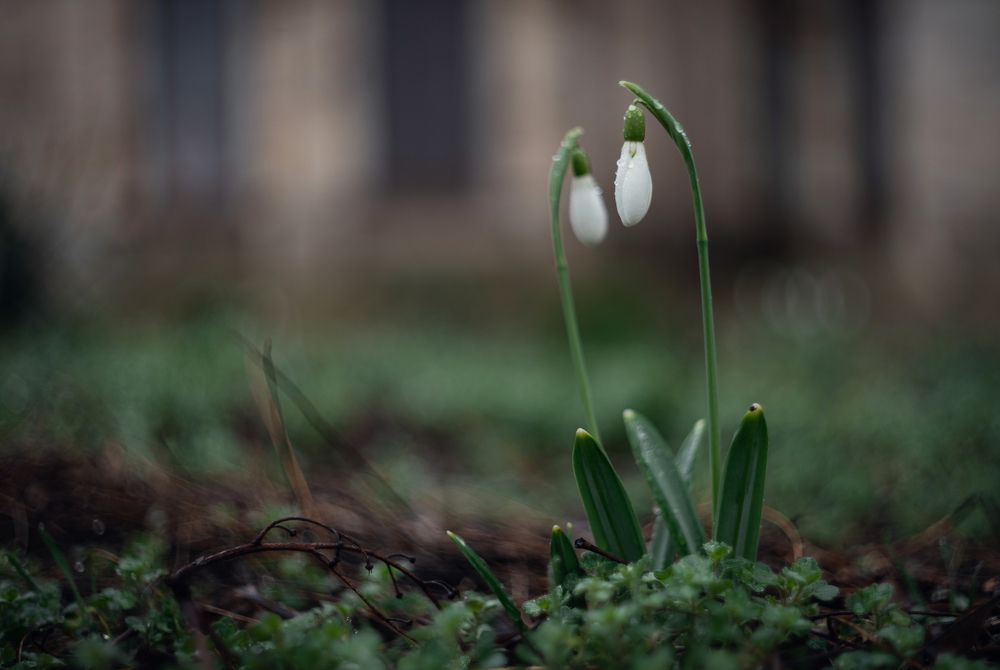 Снежные капли Боспорской зимы.