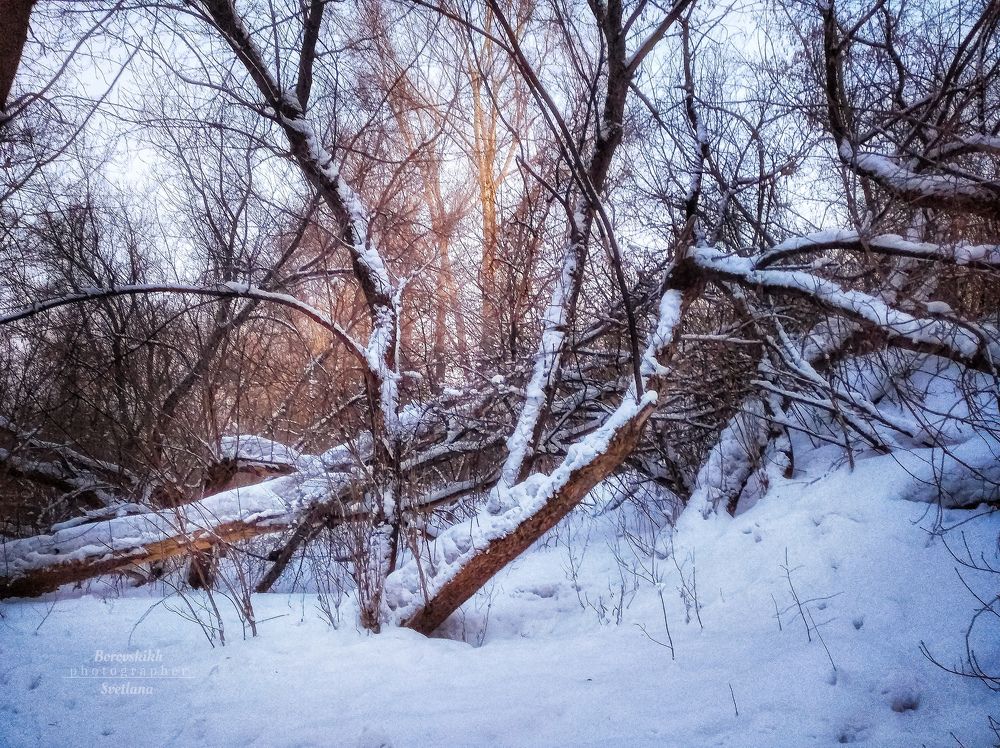 Февраль. Зима в лесу.