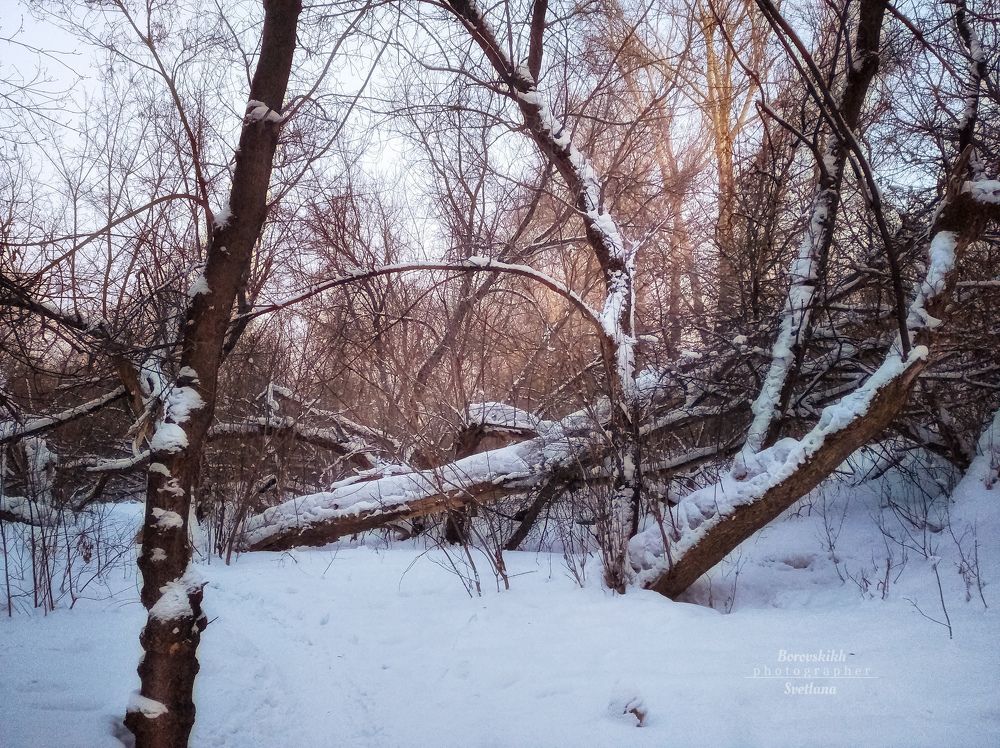 Февраль. Зима в лесу.