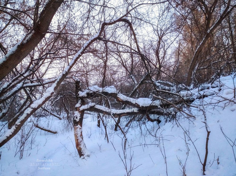 Февраль. Зима в лесу.
