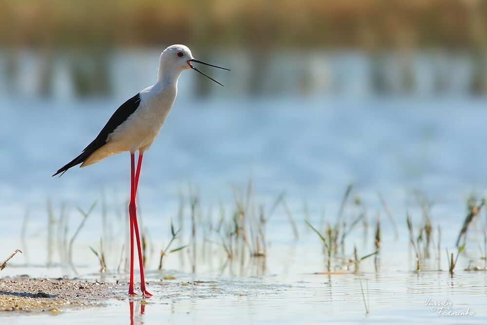 Ходулочник (Himantopus himantopus).
Один из самых распространенных у нас куликов. При приближении к озеру во время насиживания сначала начинает кричать один, затем второй, и по цепной реакции шум поднимается во всей округе.