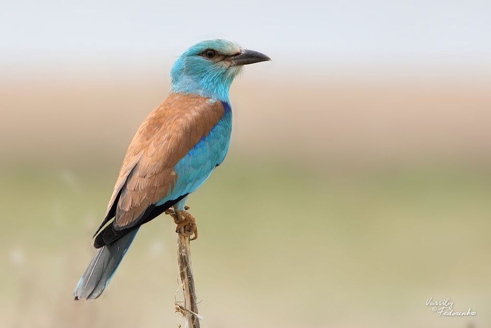 Синегалка (Coracias garrulus).
Одна из самых ярких наших птиц. При желании можно подкарауливать у нор, но обычно этого не требуется, так как птички часто сидят на кустах у дороги и довольно близко подпускают машину.