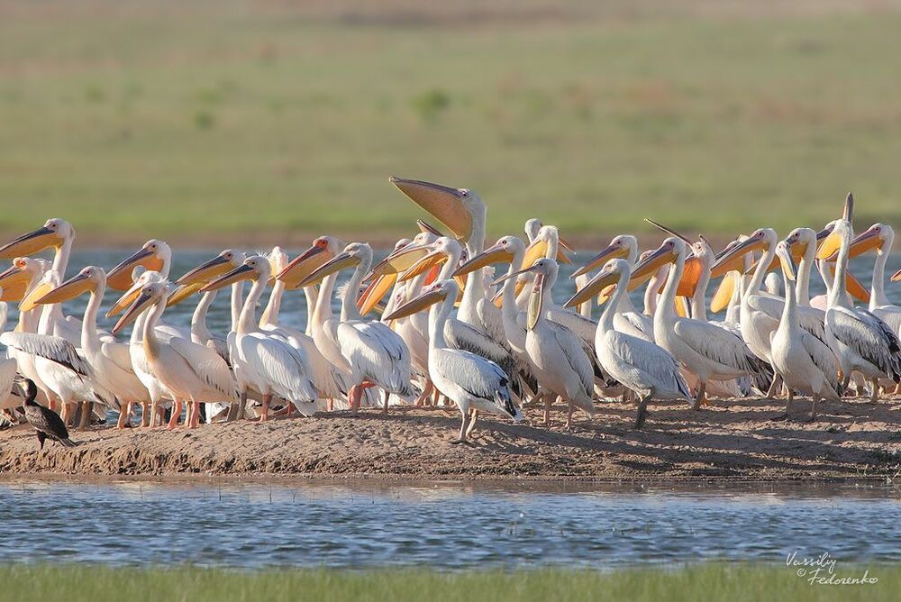 Розовый пеликан (Pelecanus onocrotalus).
В разгаре гнездовой сезон, а розовые пеликаны большими стаями торчат здесь, при том, что тут они не гнездятся.