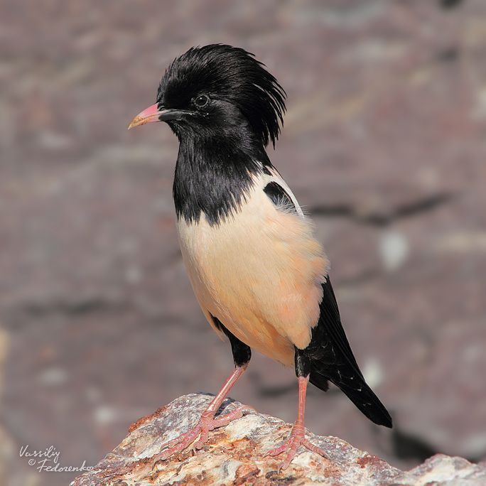 Розовый скворец (Sturnus roseus).
Пришел май, и тысячные стаи розовых скворцов заполонили все скалы в округе. Все бы ничего, только вот другие птицы терпеть их не желают.
