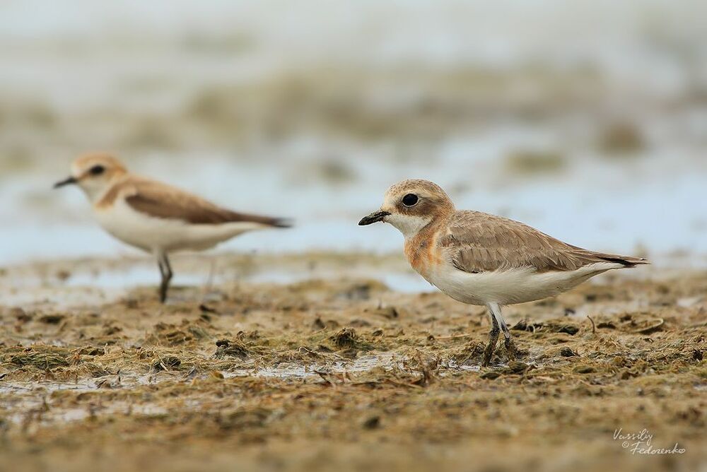 Монгольский зуек (Charadrius mongolus).
Самка монгольского зуйка довольна серая и выглядит малоинтересной. А на дальнем плане самка морского зуйка, тоже не далеко ушла. Но обе эти птички дюже редкие в наших краях, и запечатлеть даже одну из них в нормальном качестве - ценный фото-трофей, а двух сразу и подавно.