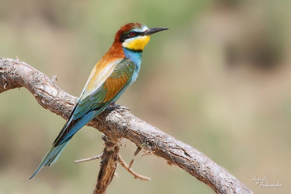 Золотистая щурка (Merops apiaster).
Наверно одна, из самых любимых фотографами моделей.