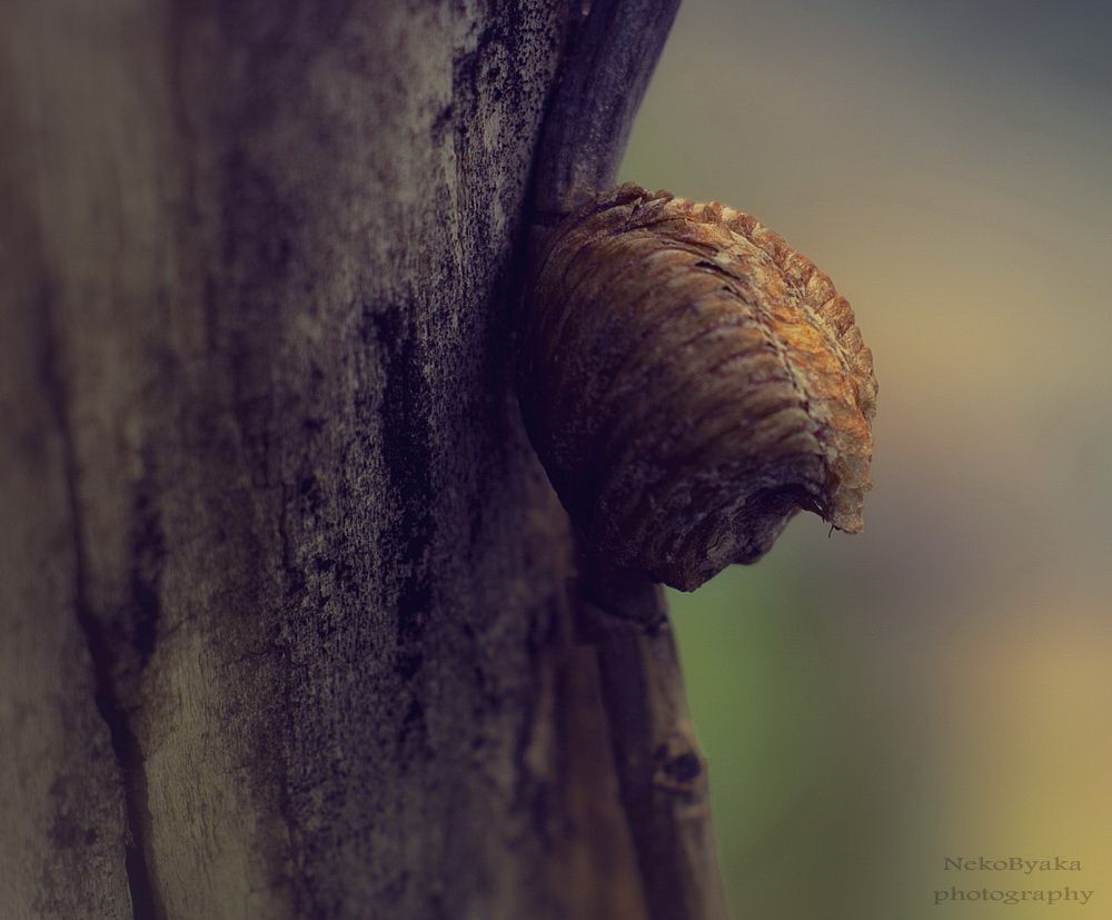 The Cradle of Life