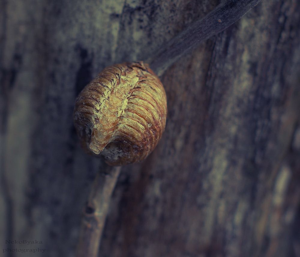 The Cradle of Life