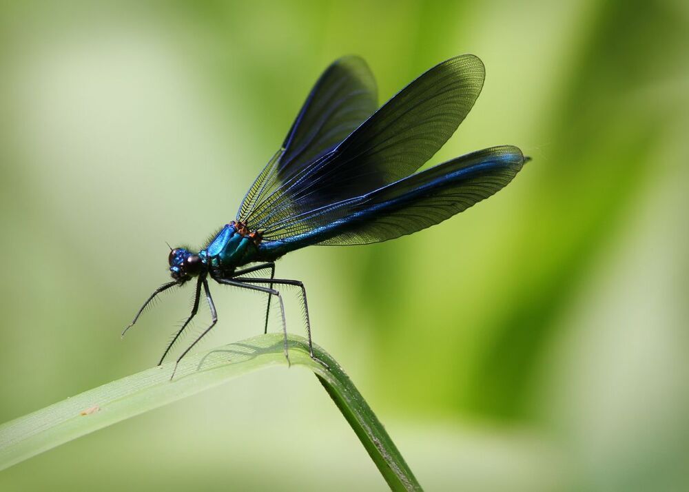 Miss in blue.