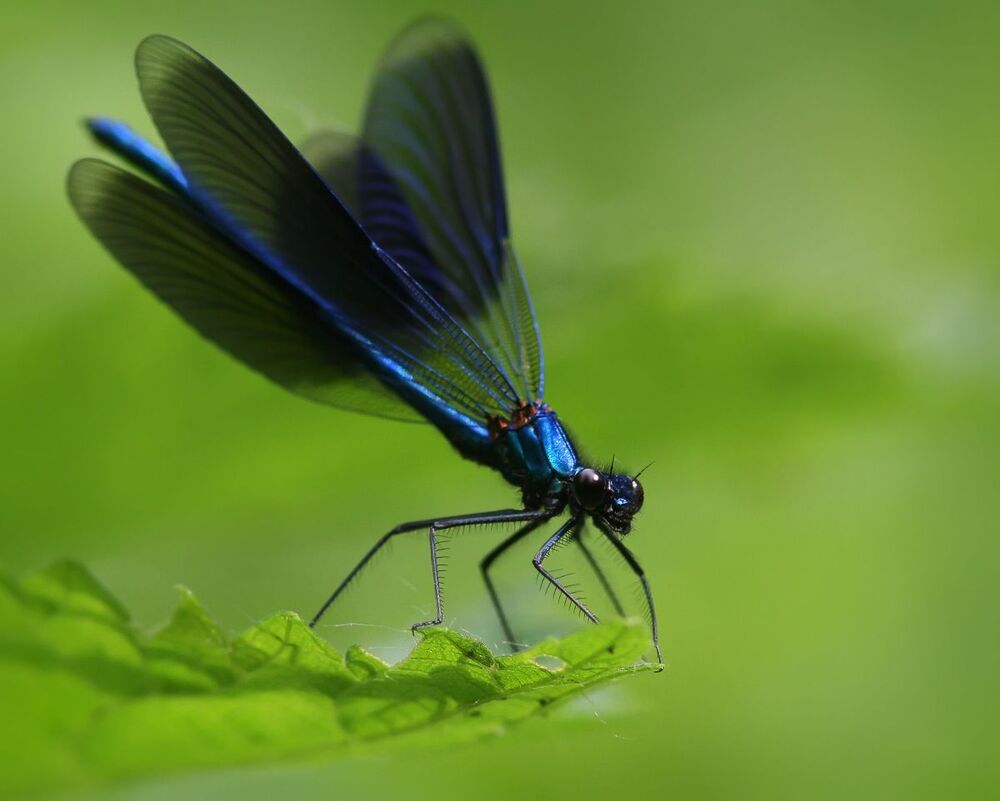 Miss in blue.