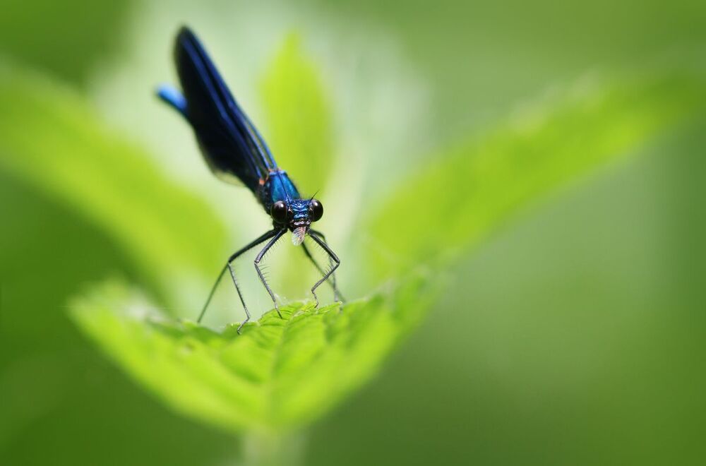 Miss in blue.