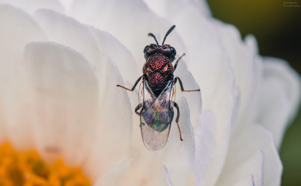 Perilampidae