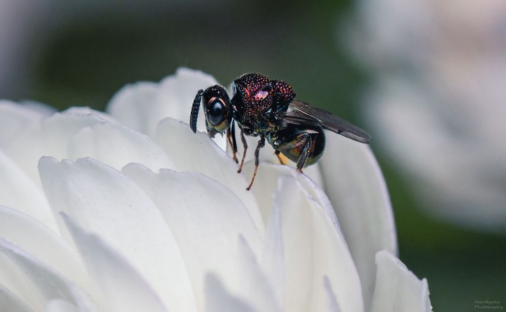 Perilampidae