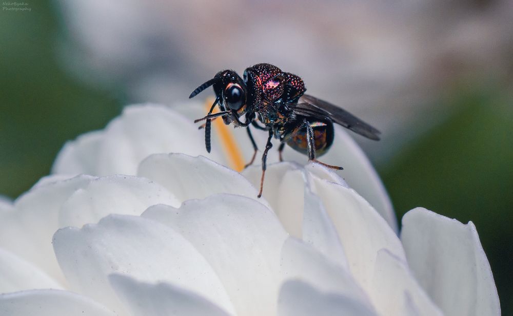 Perilampidae