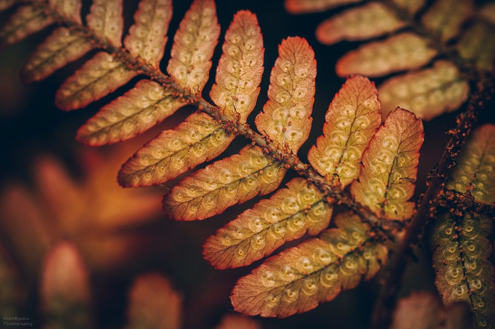 fern