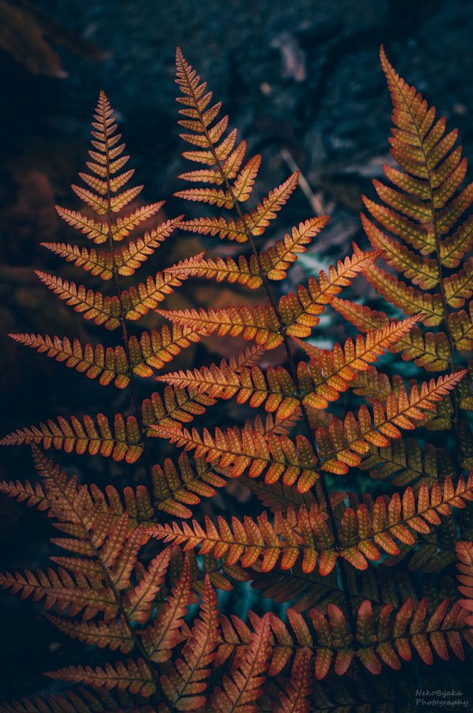 fern