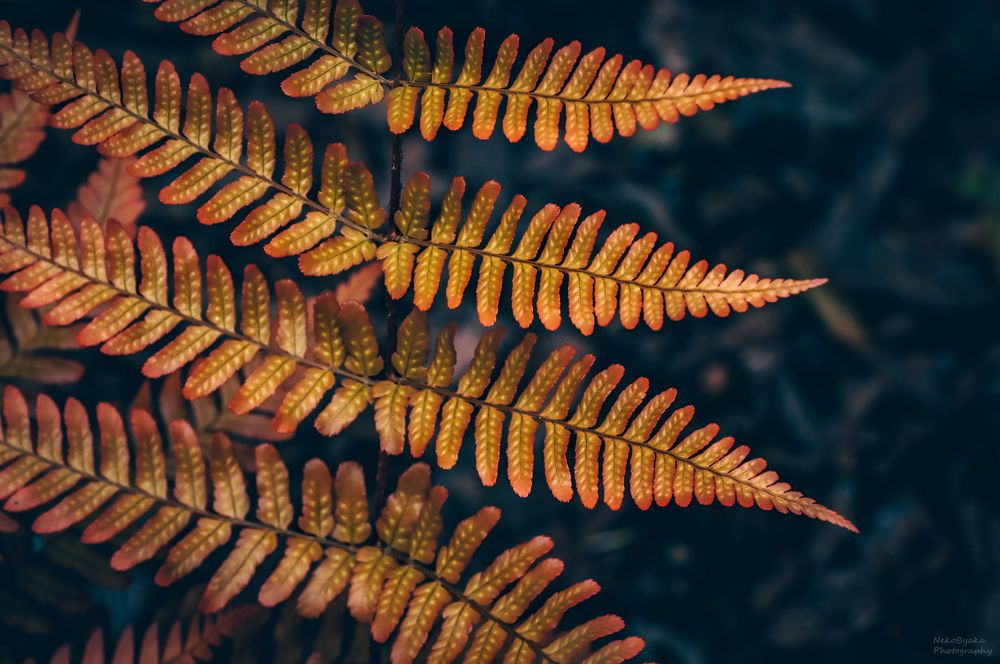 fern