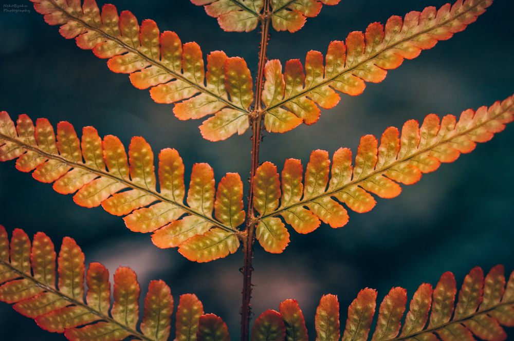 fern