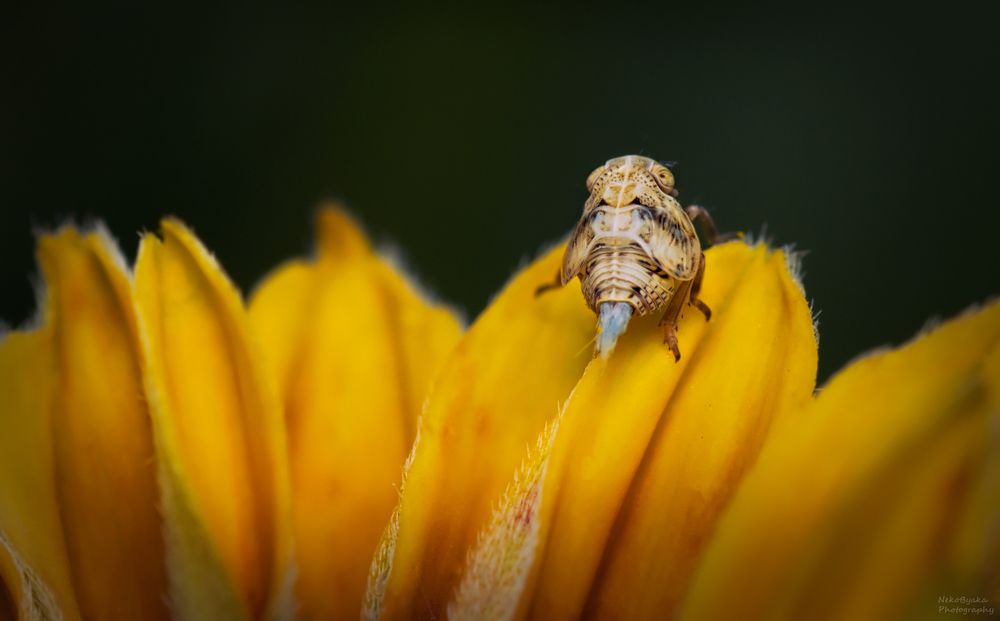Issidae