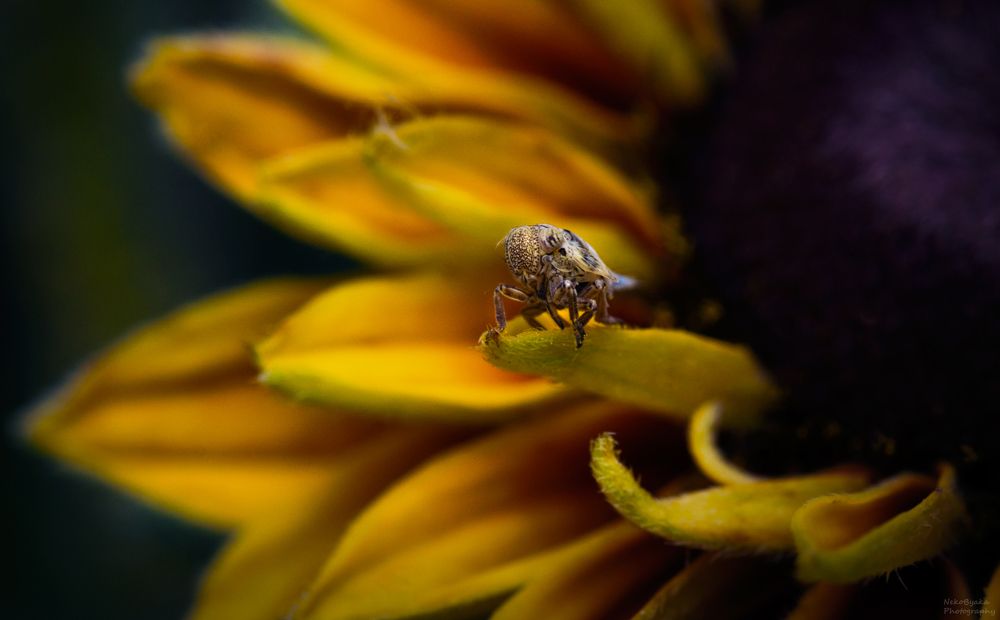 Issidae