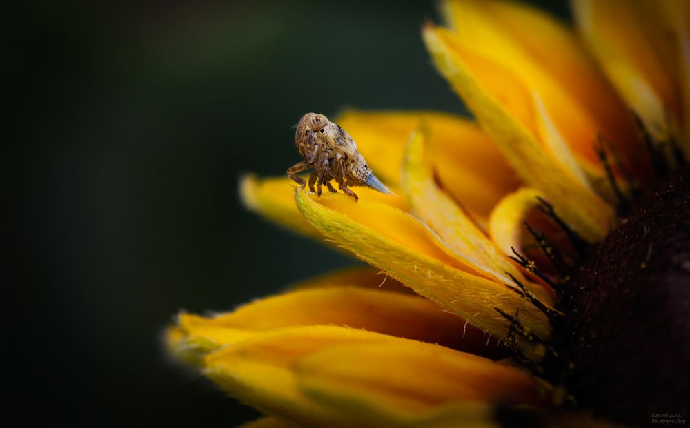 Issidae