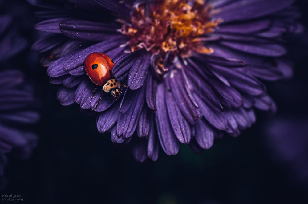 Ladybug