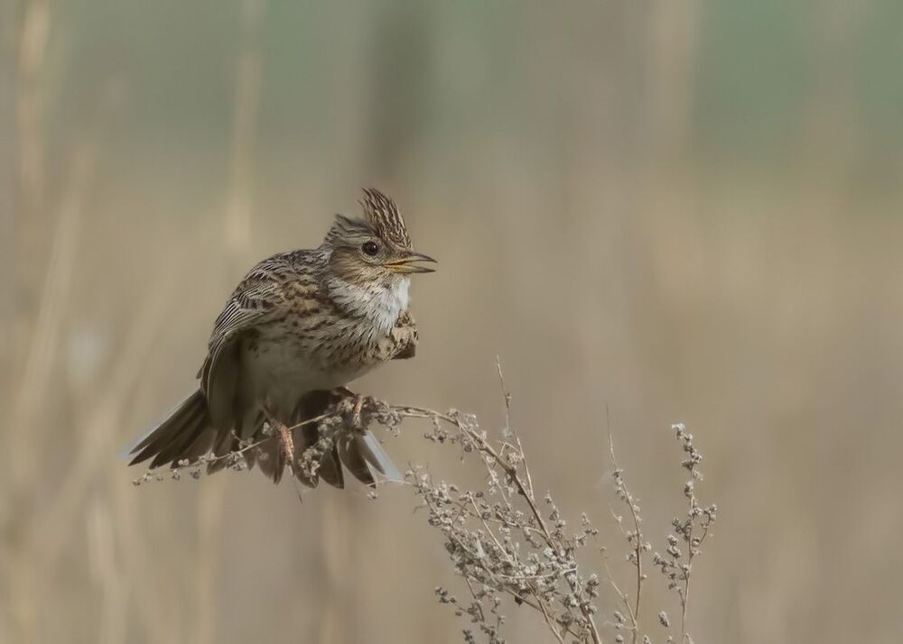ЖАВОРОНОК ПОЛЕВОЙ (Alauda arvensis)