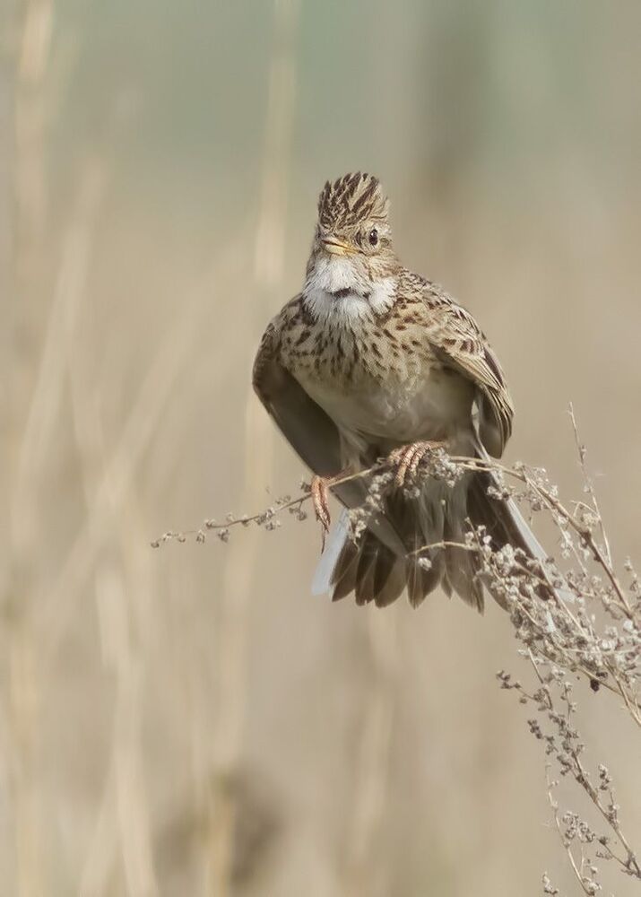 ЖАВОРОНОК ПОЛЕВОЙ (Alauda arvensis)