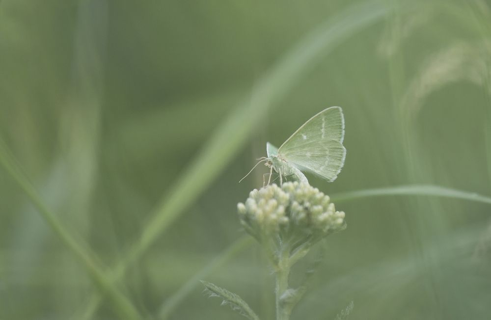 Разнообразие бабочек :)