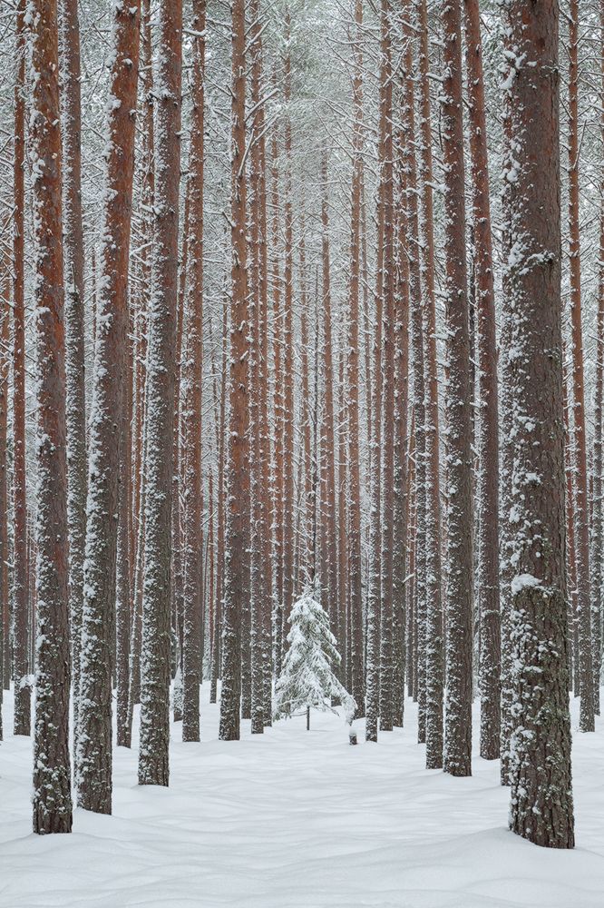 Заснеженный бор
