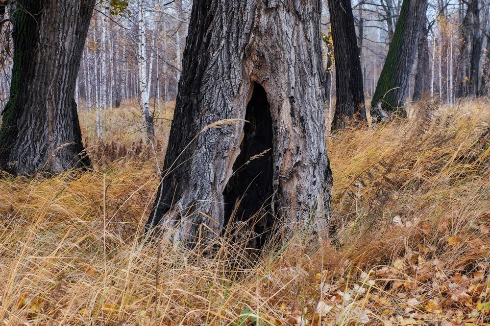 Сказки старого леса