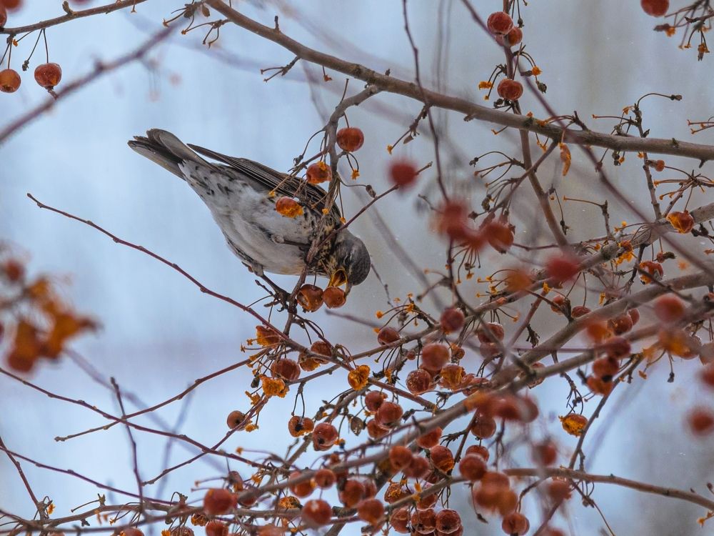 Photo 2613594