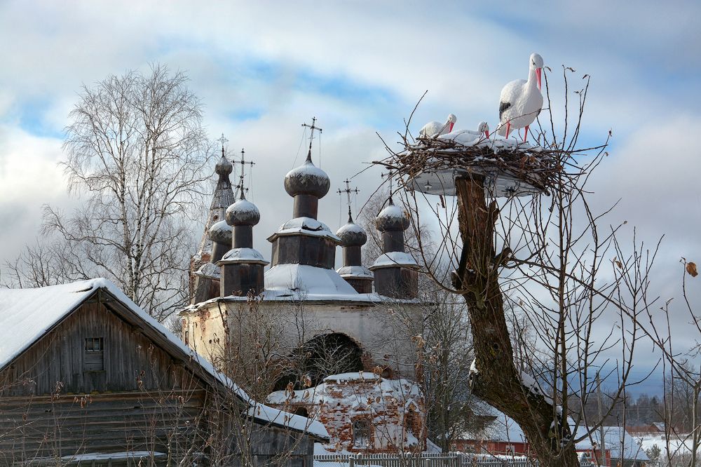 Про аистов или Весна придет