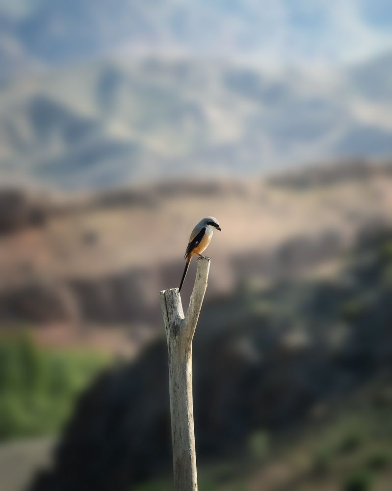 Птичий смотр
