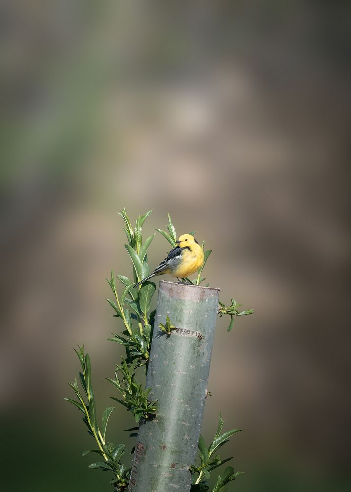 Птичий смотр
