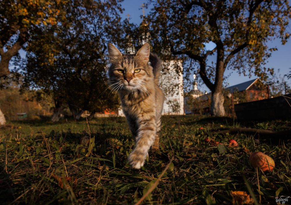 Поздравляю всех со всемирным днём кошек!