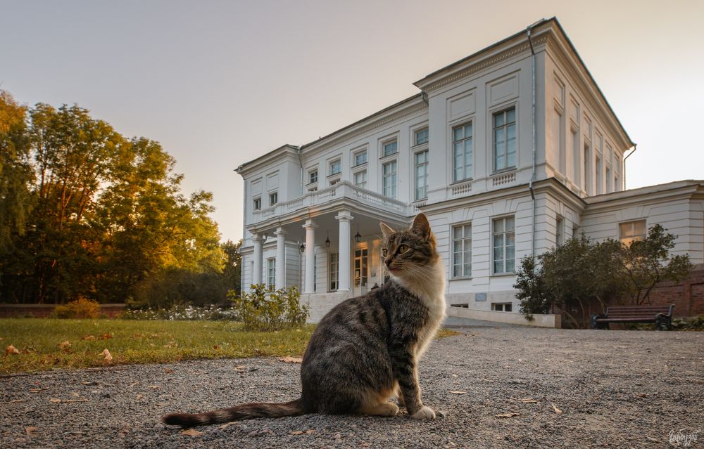 Поздравляю всех со всемирным днём кошек!