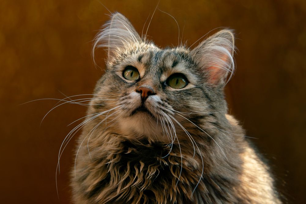 Мои котики